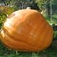 V Botanické zahradě Praha se koná Tajuplný dýňový podzim, nebudou chybět Dýňové hrátky ani Halloween